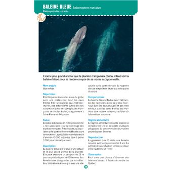 Mammifères marins. Observer et reconnaître 50 espèces des eaux françaises