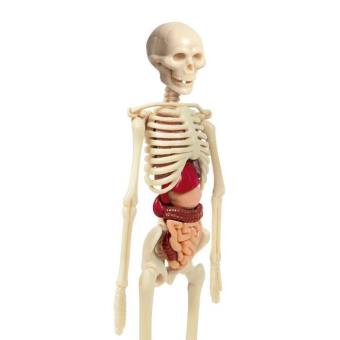 EXPLORA - Torse - Anatomie Du Corps Humain - 546080 - Modèle Réaliste de 54 Pièces - Notice d'Assemblage et Quiz Éducatif - Kit de Découverte - Jeu Pour Enfant - Scientifique EXPLORA - Torse - Anatomie Du Corps Humain - 546080 - Modèle Réaliste de 54 Pièces - Notice d'Assemblage et Quiz Éducatif - Kit de Découverte - Jeu Pour Enfant - Scientifique
