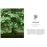Les bienfaits des arbres_1