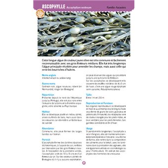 Algues & plantes du bord de mer. Observer et reconnaître 50 espèces de notre littoral