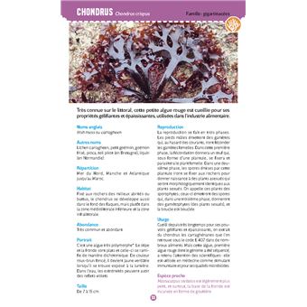 Algues & plantes du bord de mer. Observer et reconnaître 50 espèces de notre littoral