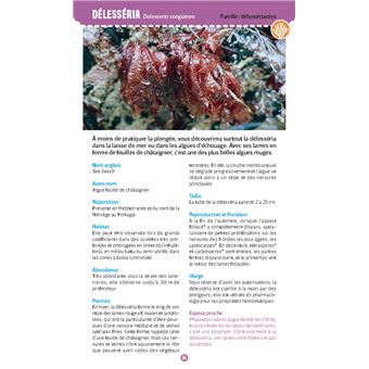 Algues & plantes du bord de mer. Observer et reconnaître 50 espèces de notre littoral