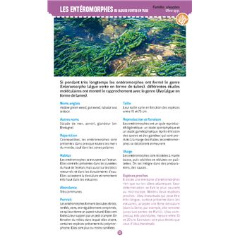 Algues & plantes du bord de mer. Observer et reconnaître 50 espèces de notre littoral