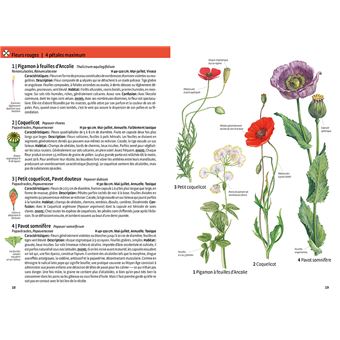 Quelle est cette plante ?