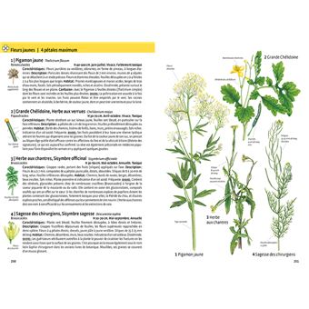 Quelle est cette plante ?