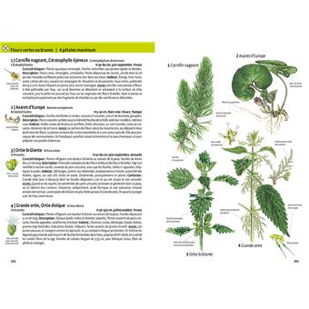 Quelle est cette plante ?