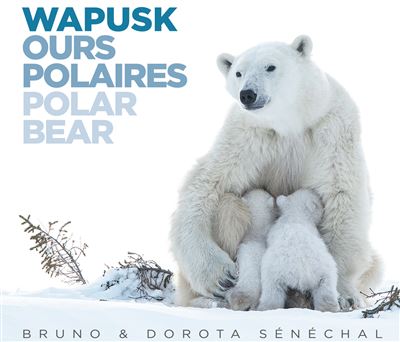 Wapusk Ours Polaires Polar Bear