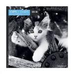 Calendrier 2014 Aquarupella Chats noir et blanc 16 x 16 cm