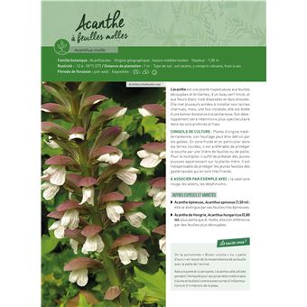 Guide pratique des vivaces