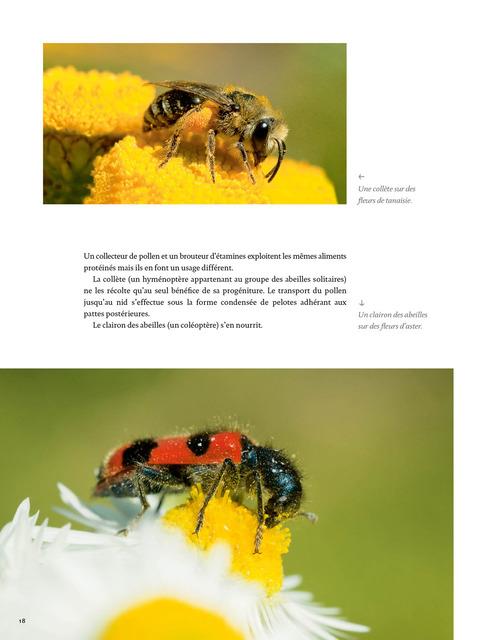 Des insectes miniatures aux couleurs chatoyantes… - Le JardinOscope, toute  la vie animale de nos parcs et jardins