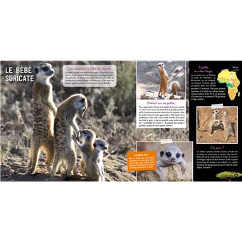 Une saison au zoo Le grand livre des bébés animaux
