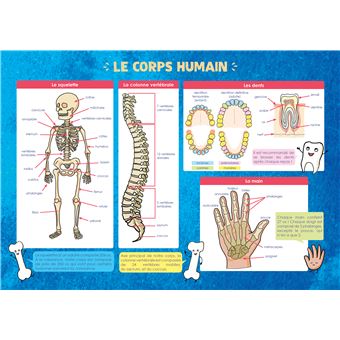 Les posters de l'école : Le Corps humain