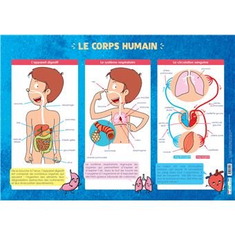 Les posters de l'école : Le Corps humain