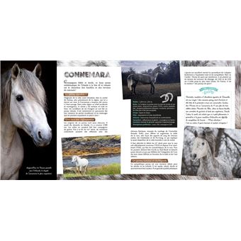 Au galop - Les plus belles races de chevaux