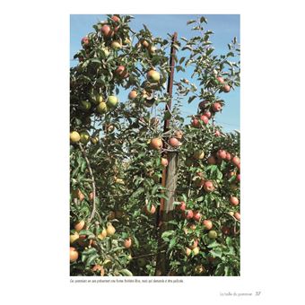 La taille douce des arbres fruitiers en permaculture