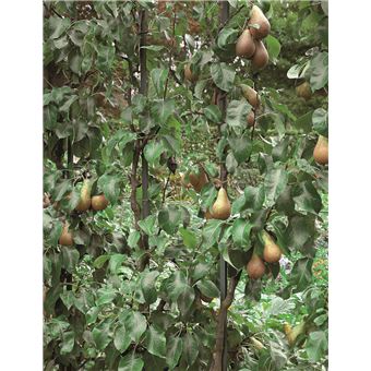 La taille douce des arbres fruitiers en permaculture