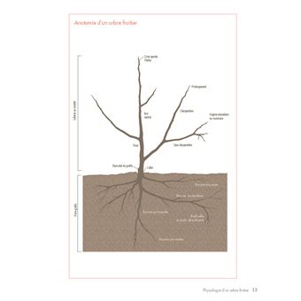 La taille douce des arbres fruitiers en permaculture