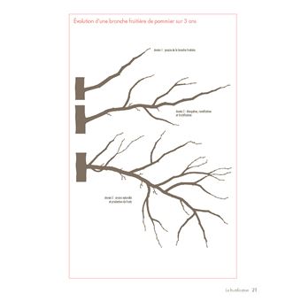 La taille douce des arbres fruitiers en permaculture