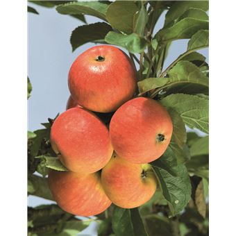 La taille douce des arbres fruitiers en permaculture
