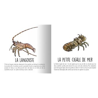 Les animaux de la Méditerranée