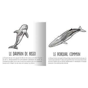 Les animaux de la Méditerranée
