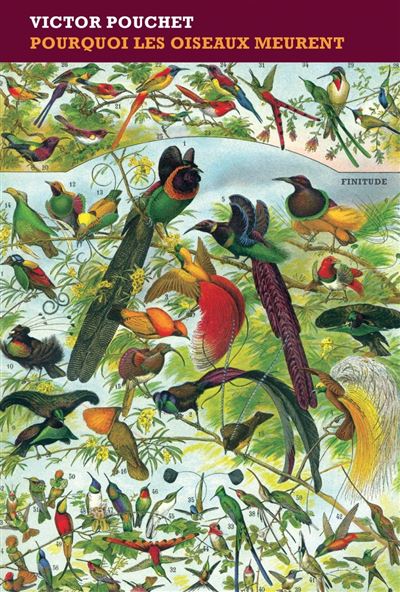 Pourquoi les oiseaux meurent - Victor Pouchet - broché