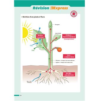 ABC BAC Réussite SVT Terminale