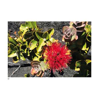 Paroles de Sagesse Hawaïenne