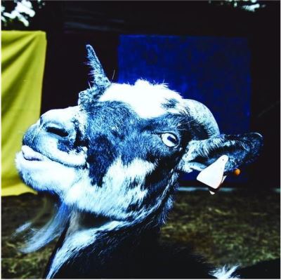 Day Trip To The Petting Zoo Vinyle Coloré