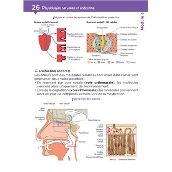 Tout le DEAS en fiches mémos - IFAS - Diplôme Etat Aide-Soignant 5è ed - Nouveau référentiel 2021