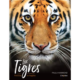 Les tigres - Féroces et fragiles