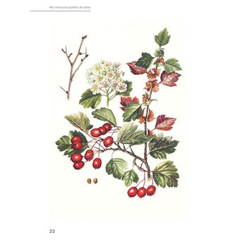 Mes meilleures plantes de santé