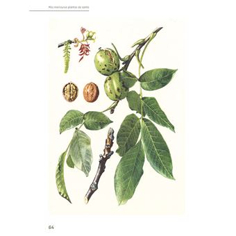 Mes meilleures plantes de santé