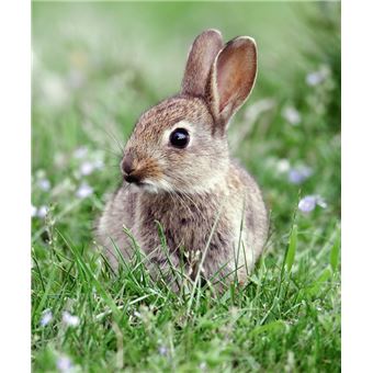 Le lapin nain