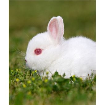 Le lapin nain