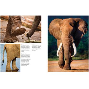 Les éléphants - Puissants et délicats