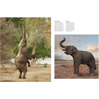 Les éléphants - Puissants et délicats