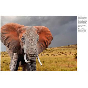 Les éléphants - Puissants et délicats