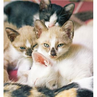 10 conseils pour un chat heureux de vivre en appartement