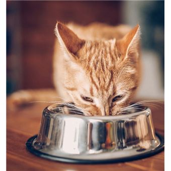 10 conseils pour un chat heureux de vivre en appartement