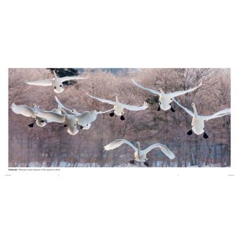 Japon - Un voyage en images