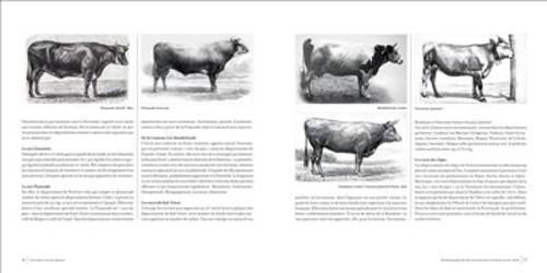 Les Vaches ont une histoire Naissance des races bovines 
