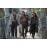 Black SailsBlack Sails Saison 2 Coffret DVD_4