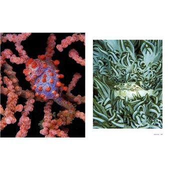 Le tour du Monde en 80 plongées