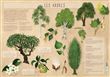 Les posters de l'école : Les Arbres