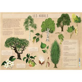 Les posters de l'école : Les Arbres