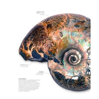 Merveilles et secrets des océans