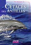À la découverte des cétacés des Antilles
