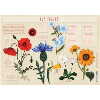 Les posters de l'école : Les Fleurs