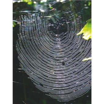 Billebaude - Tome 19